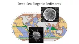 Deep-Sea Biogenic  Sediments