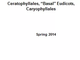 Ceratophyllales , “Basal”