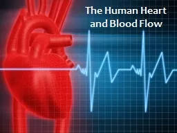 The Human Heart  and Blood Flow