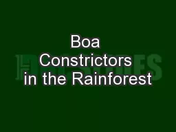 Boa Constrictors in the Rainforest
