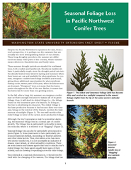 Seasonal Foliage Loss in Pacic Northwest Conifer Trees