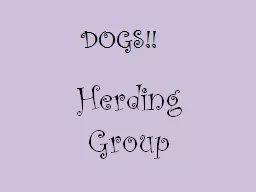 DOGS!! Herding Group  Australian Shepherd