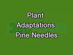 Plant Adaptations Pine Needles