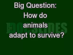 Big Question: How do animals adapt to survive?