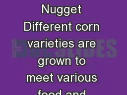 Corn: A Golden Nugget Different corn varieties are grown to meet various food and production