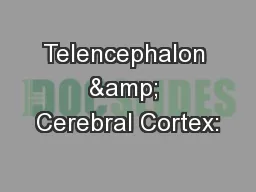 Telencephalon & Cerebral Cortex: