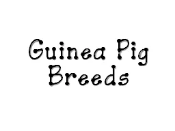 Guinea Pig Breeds American