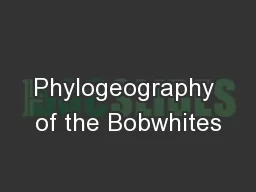 Phylogeography of the Bobwhites