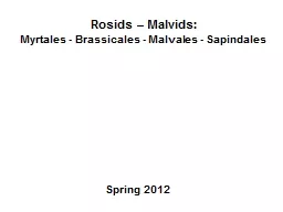 Rosids  –  Malvids : Myrtales