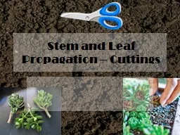 Stem and Leaf  Propagation – Cuttings