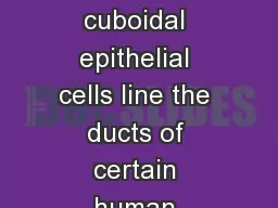 Cells (Test 1) 2.  Simple cuboidal epithelial cells line the ducts of certain human exocrine glands