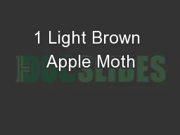 1 Light Brown Apple Moth