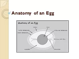 Anatomy of an Egg Shell Bumpy