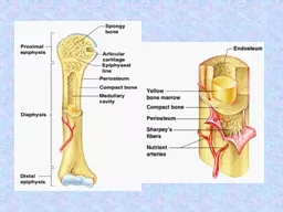 Chapter 6 Bones and Skeletal Tissues