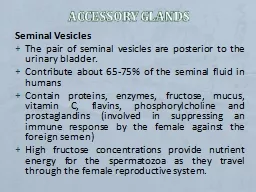 Accessory Glands Seminal Vesicles