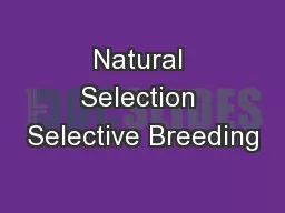Natural Selection Selective Breeding