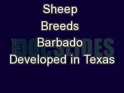 Sheep Breeds Barbado Developed in Texas