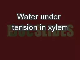 Water under tension in xylem