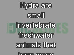 Hydra and Moss  Hydra Hydra are small invertebrate freshwater animals that have many limbs. They ar