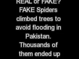 REAL or FAKE? FAKE Spiders climbed trees to avoid flooding in Pakistan. Thousands of them