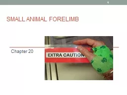 Small Animal Forelimb Chapter 20