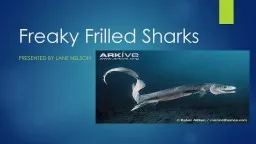 Freaky Frilled Sharks Presented By Lane nelson