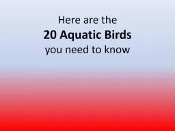 Here are the  20 Aquatic Birds