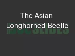 The Asian Longhorned Beetle
