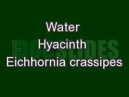 Water Hyacinth Eichhornia crassipes