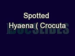 Spotted Hyaena ( Crocuta