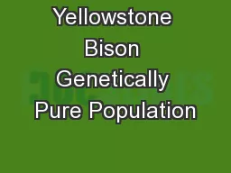 Yellowstone Bison Genetically Pure Population