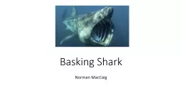 Basking Shark Norman  MacCaig