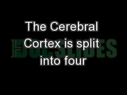 The Cerebral Cortex is split into four