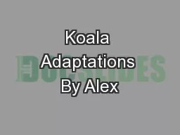 Koala Adaptations By Alex