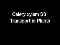 Celery xylem S3 Transport in Plants