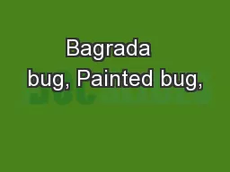 Bagrada  bug, Painted bug,