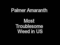 Palmer Amaranth                            Most Troublesome Weed in US