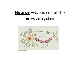 Neuron —basic cell of the nervous system