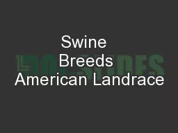 Swine  Breeds American Landrace