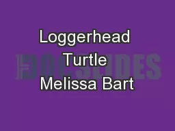 Loggerhead Turtle Melissa Bart