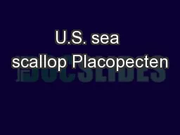 U.S. sea scallop Placopecten