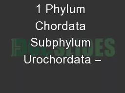 1 Phylum Chordata Subphylum Urochordata –