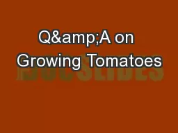 Q&A on Growing Tomatoes