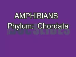AMPHIBIANS  Phylum:  Chordata
