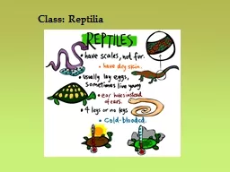 Class: Reptilia Amniotes