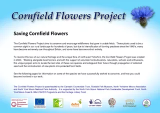 Saving Cornfield Flowers The Cornfield Flowers Project