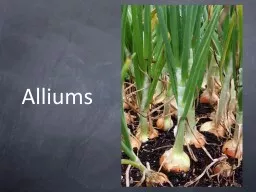 Alliums Alliums? What are alliums?