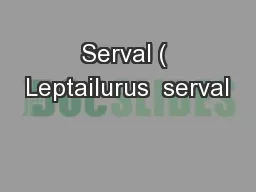 Serval ( Leptailurus  serval