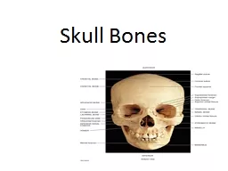 Skull Bones 28 Bones & Hyoid