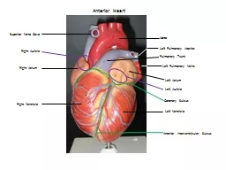 Aorta Left Pulmonary Arteries